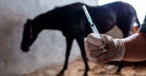 horse anxiety medication