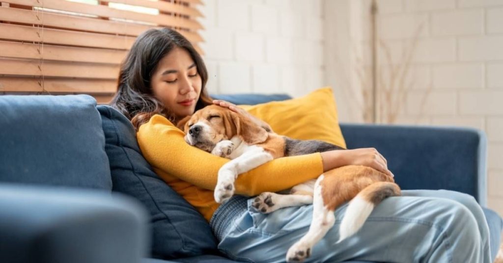 homeopet travel anxiety